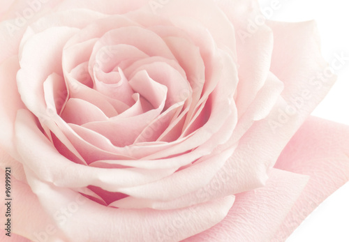 Light Pink Rose Flower High Key Floral