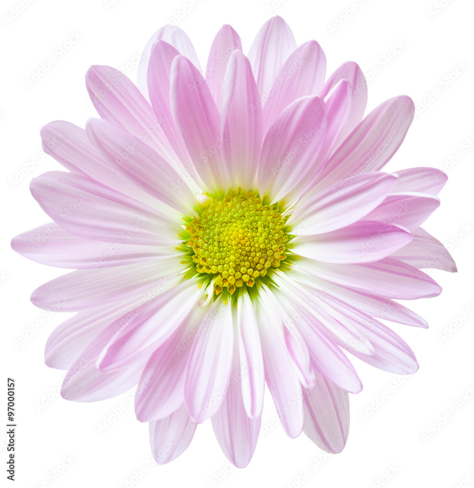 Daisy Flower Pink White Daisies Floral Flowers Isolated