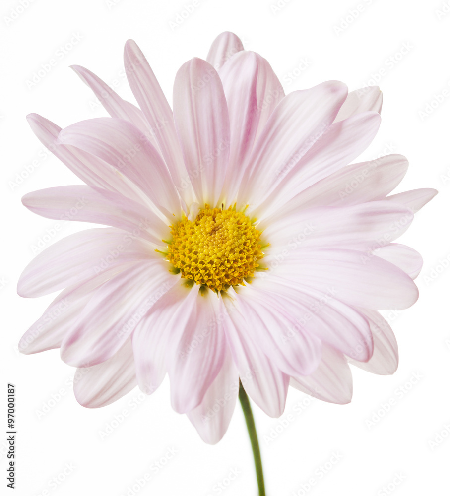 Daisy Flower White Yellow Daisies Blossom Floral Flowers Daisy Flower White Yellow Daisies Blossom Floral Flowers