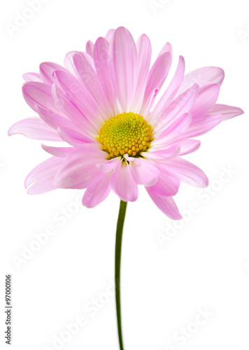 Daisy Flower Pink Yellow White Daisies Floral Flowers