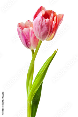 Tulips Salmon Pink Red Orange Tulip Flowers Isolated