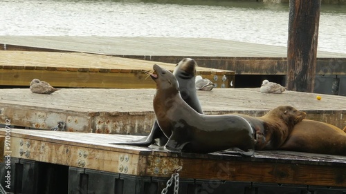 Sea Lions Playing at Pier 39 San Francisco California