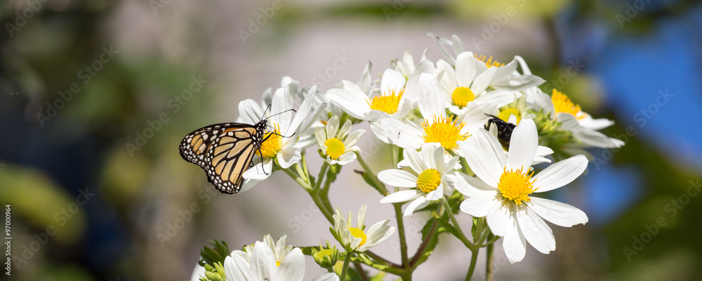 Fototapeta premium Motyl monarch żywi się nektarem z kwiatów stokrotki. Hrabstwo Monterey, Kalifornia, USA.