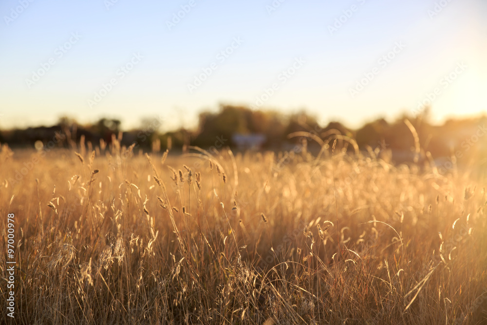 Obraz premium Foxtail grass field in the morning sun