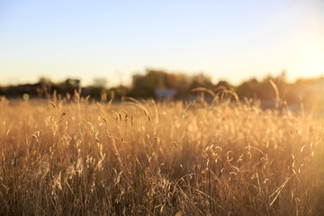 Foxtail grass field in the morning sun