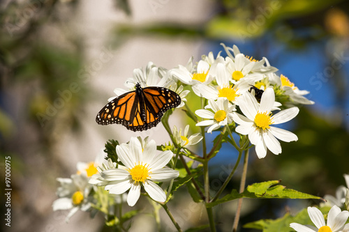Monarch butterfly drinks daisy flower nectar #97000975