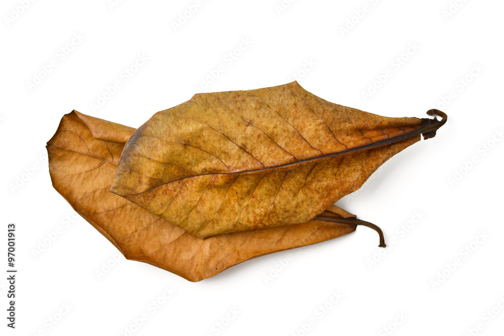 Naklejka premium dry terminalia catappa leaf