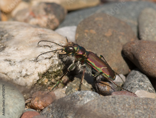 Cow Path Tiger Beetle