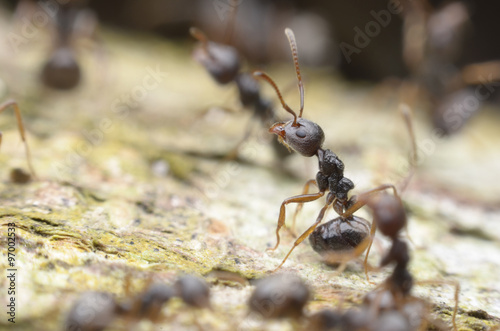 ant © goopholidon