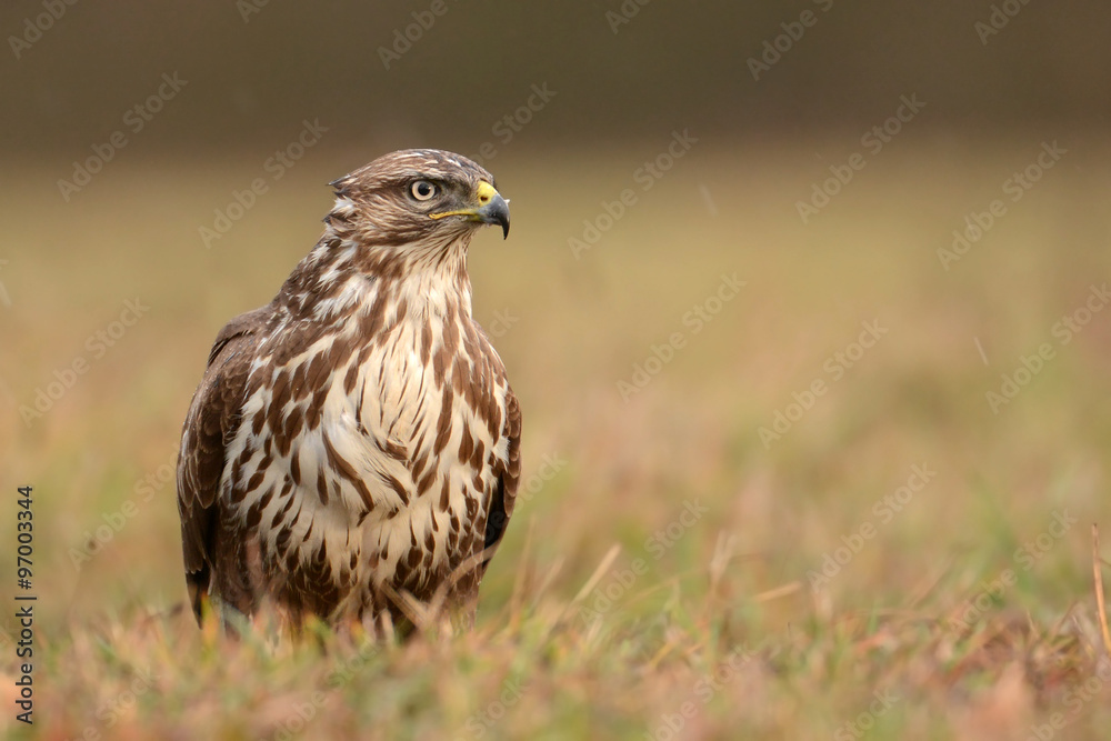 common buzzard common buzzard