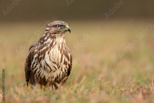 common buzzard