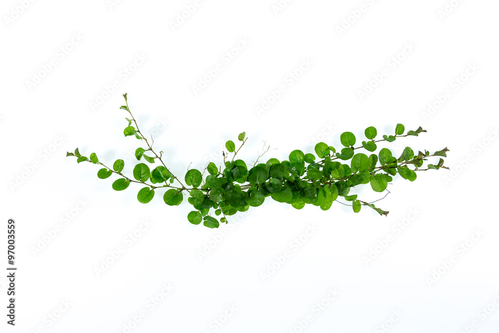 ivy leaves isolated on a white background,ivy,isolated ivy leaves isolated on a white background,ivy,isolated