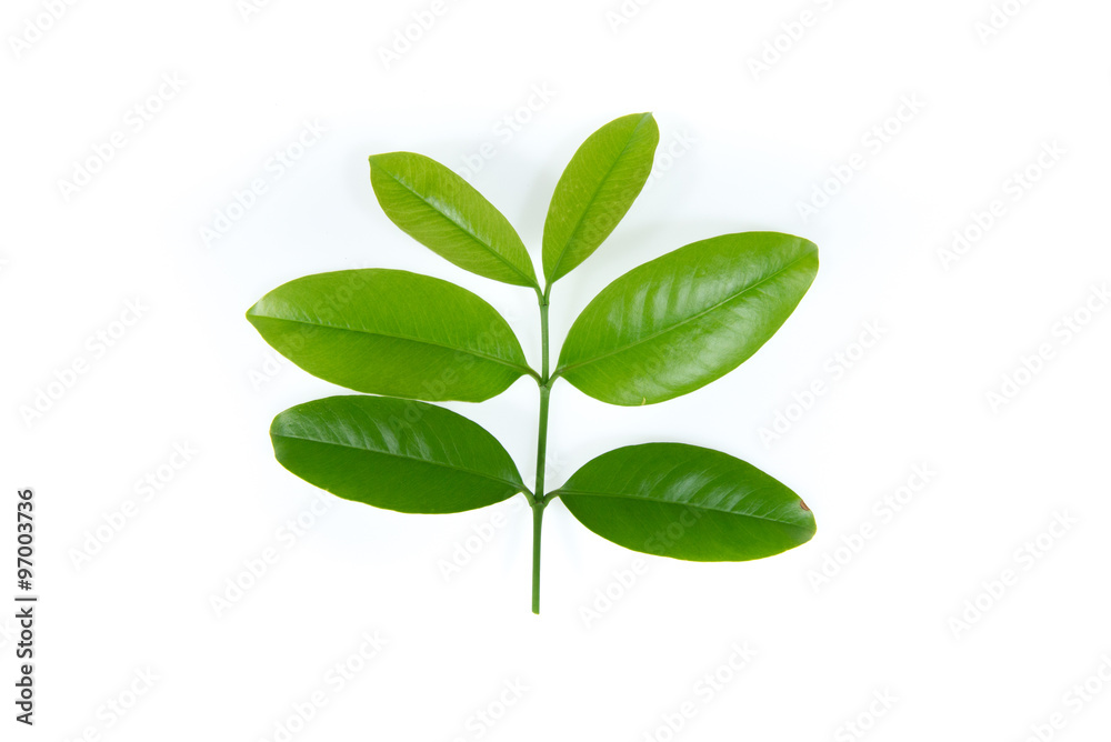 Green leaves on white background Green leaves on white background
