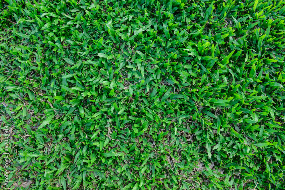green grass green grass