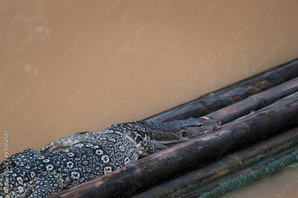 lizard lizard