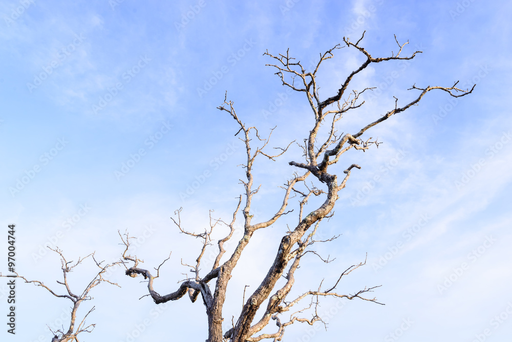Obraz premium Dry tree