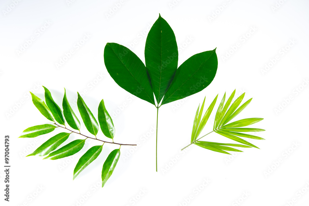 Green leaves on white background Green leaves on white background