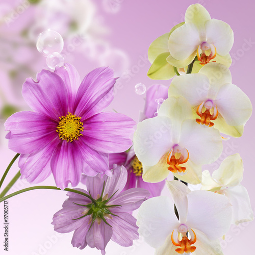 Orchid.Flowers on abstract blur spring nature background