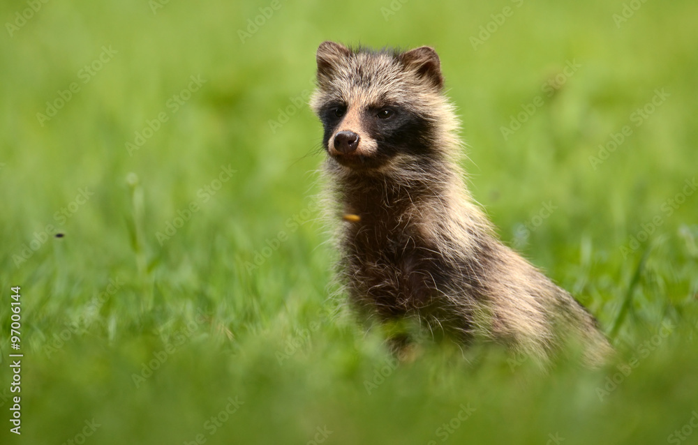Raccoon dog Raccoon dog