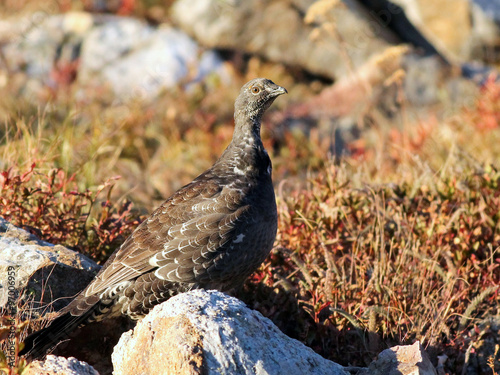 Dusky Grouse in a Field