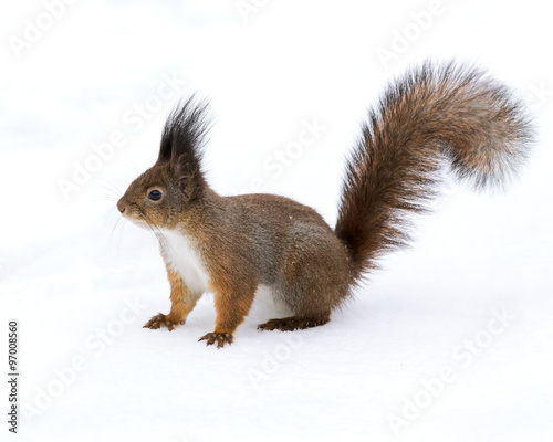 squirrel closeup with white snow in winter