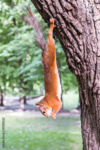 squirrel hanging on a tree © Mr Twister