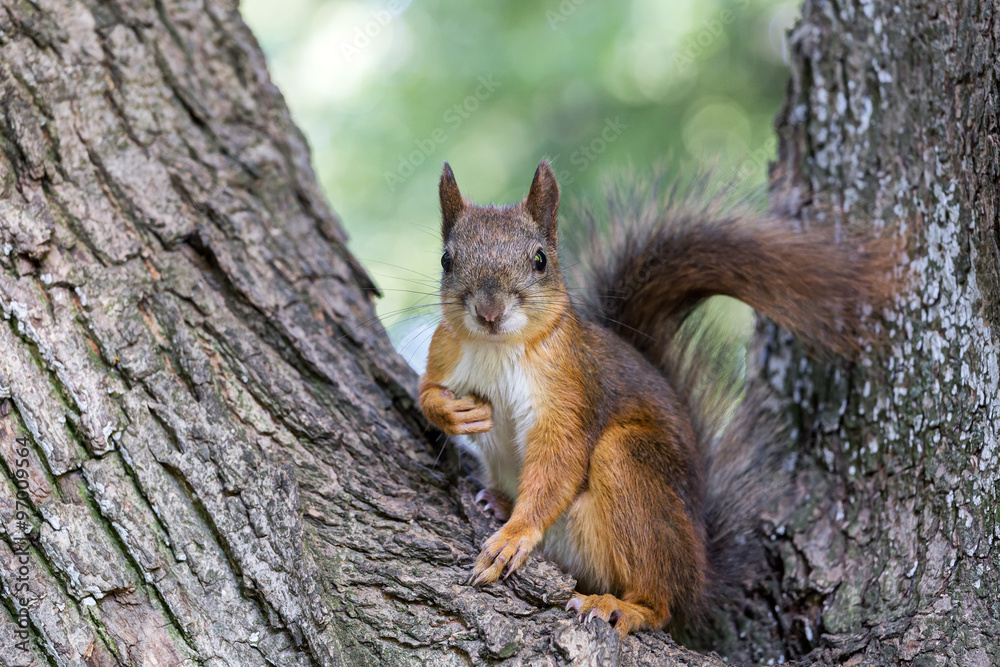 red squirrel sitting on a tree trunk red squirrel sitting on a tree trunk