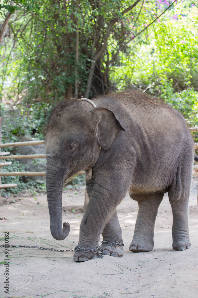 baby Asia elephant