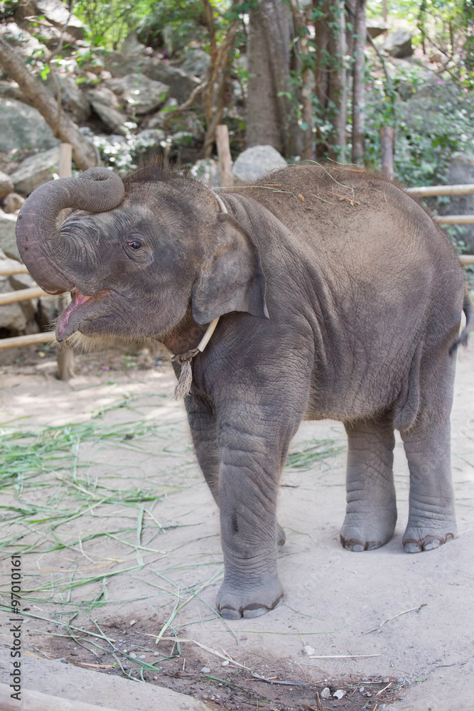 Fototapeta premium baby Asian elephant