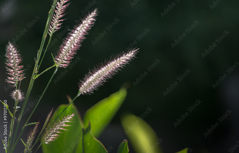 Grass flower Grass flower