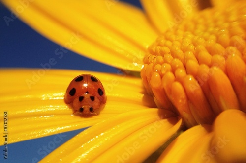 macro shot tiny ladybug on maxican sunflower 