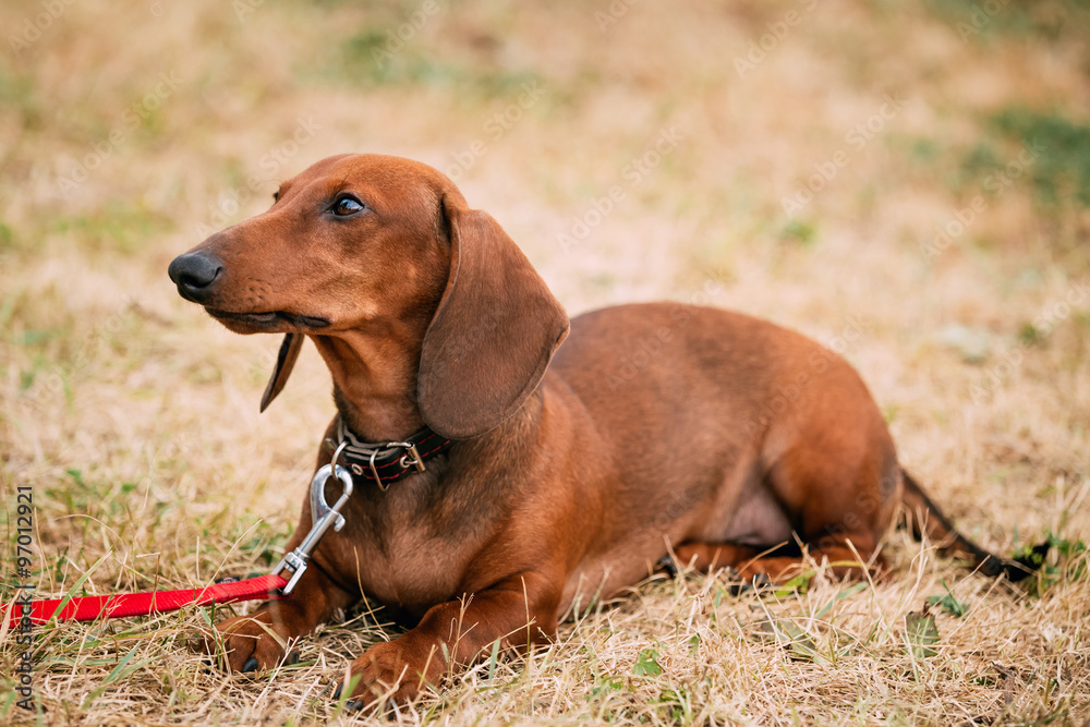 Brown Red Dachshund Dog play outdoors