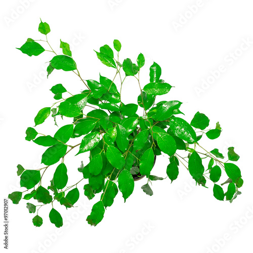 Leaf of ficus