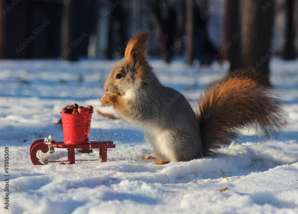 Red squirrel eats nuts from small red bucket on the snow