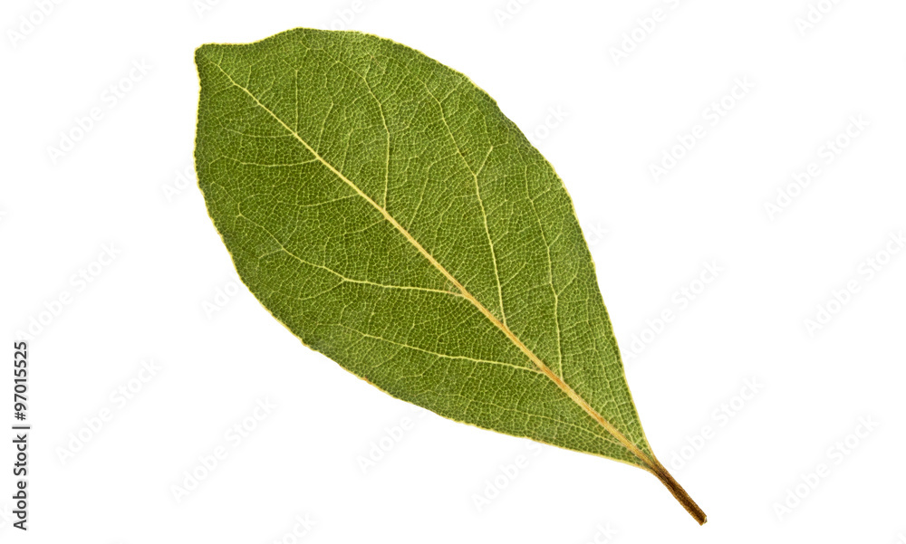 Dried bay leaf isolated on white background Dried bay leaf isolated on white background
