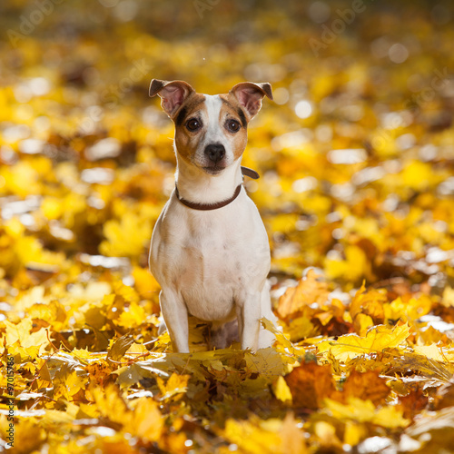 Gorgeous jack russell terrier sitting in yellow leaves