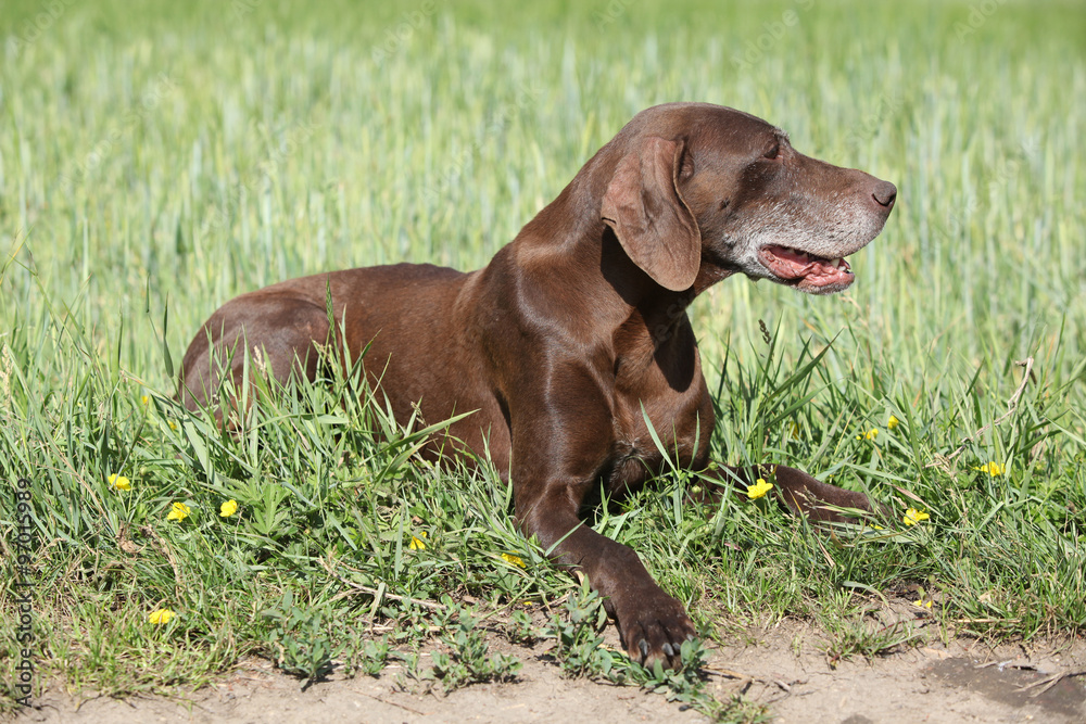 Beautiful bitch of German Shorthaired Pointer Beautiful bitch of German Shorthaired Pointer