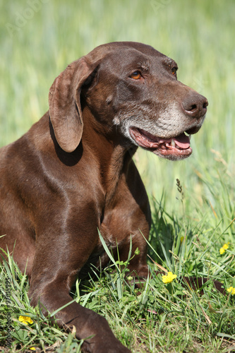 Beautiful bitch of German Shorthaired Pointer