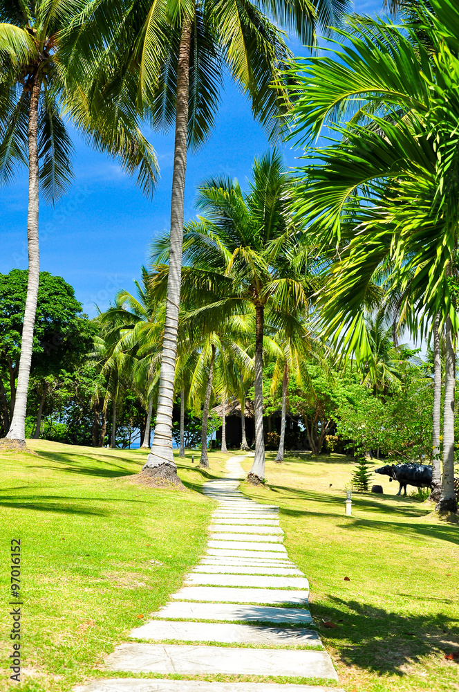 Pathway in coconut tree with blue sky