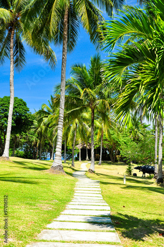 Pathway in coconut tree with blue sky