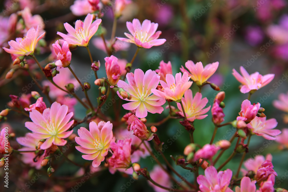 Gewöhnliche Bitterwurz (Lewisia cotyledon) Gewöhnliche Bitterwurz (Lewisia cotyledon)