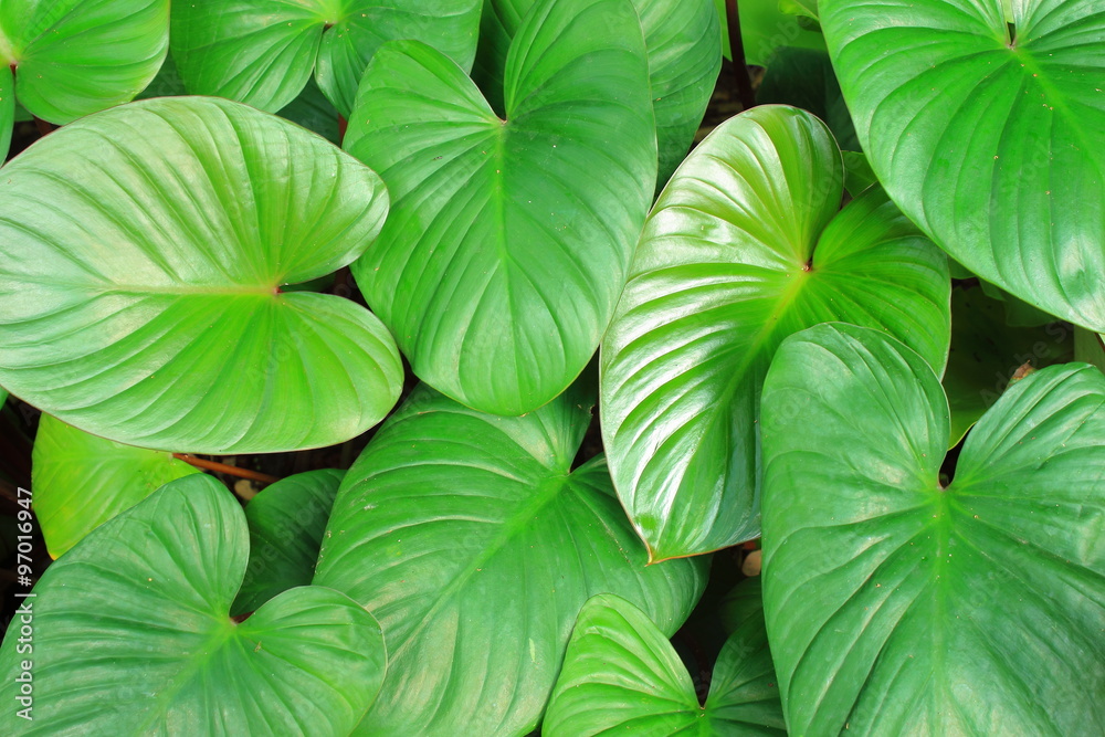 green leafs natural green leafs natural