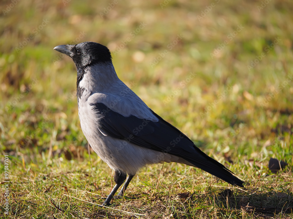 Fototapeta premium Crow on the bank of the river