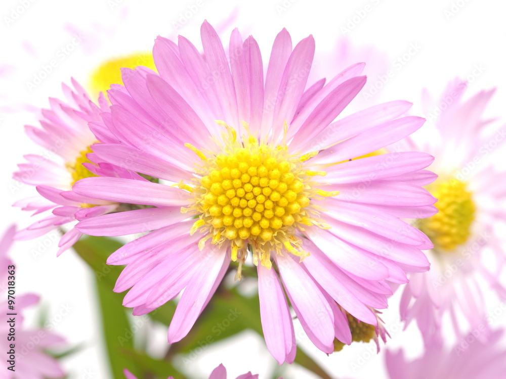 pink perennial aster on a white background