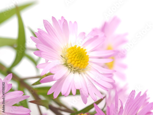 pink perennial aster on a white background
