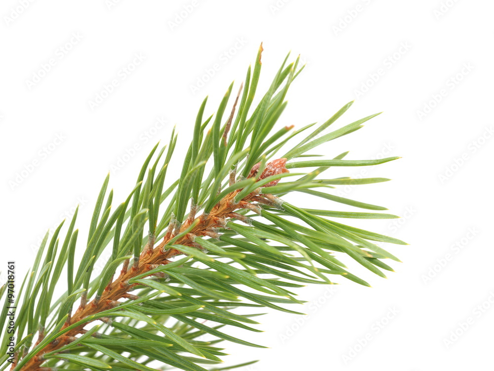 pine branches on a white background