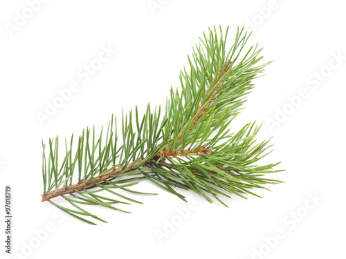 pine branches on a white background