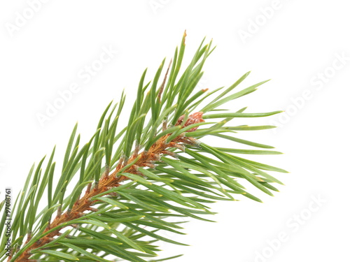 pine branches on a white background