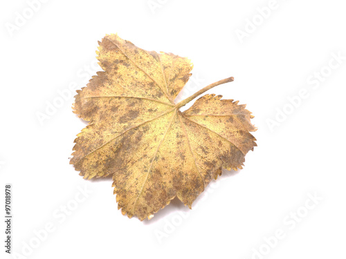 Lady's Mantle leaves isolated on white