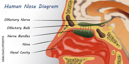 Human Nose Diagram